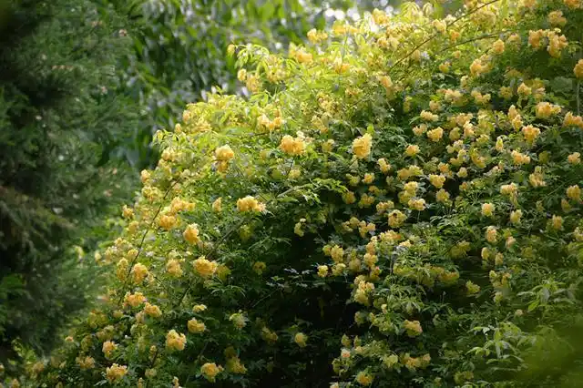 黄木香花为什么不能种在家里?你了解原因吗?