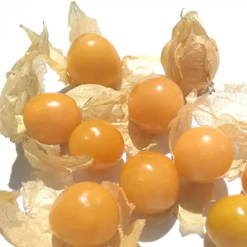 菇娘果【现货】新鲜水果灯笼果黄姑娘果洋菇娘姑娘果云南菇娘谷鸟