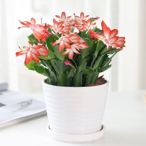 蟹爪兰盆栽带花苞开花多肉植物大颗四季阳台室内花卉观花植物易活