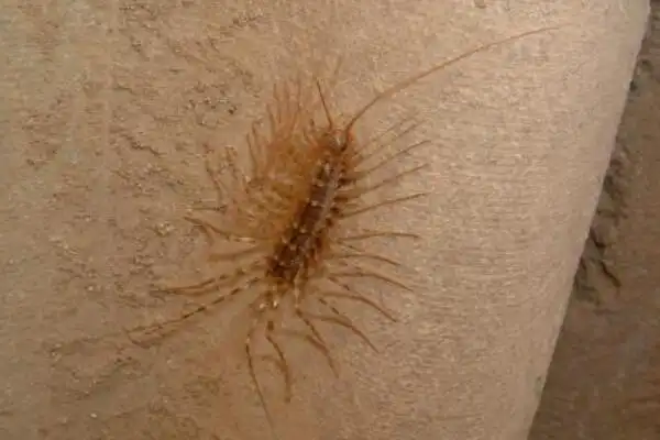 蚰蜒有毒吗怎么消灭它?长有巨大毒颚(喜欢潮湿环境)