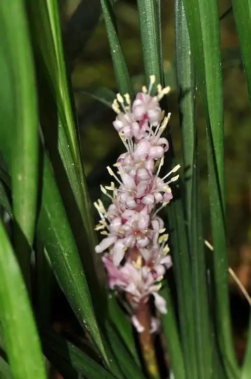 吉祥草价格(吉祥草多少钱一斤)