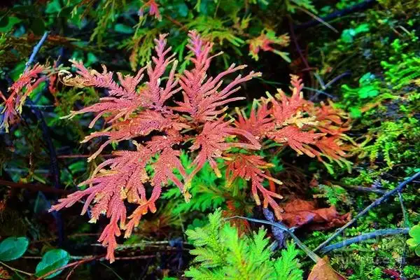 凤尾草图片欣赏,以及相关知识介绍