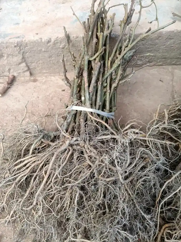 猕猴桃如何育苗猕猴桃苗哪里有卖猕猴桃实生