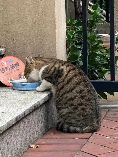 流浪的狸花猫真的好可爱,喂了几个月了,还是不让靠近