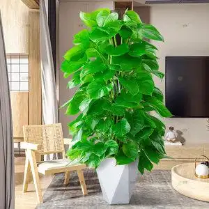 室内客厅绿植盆景桌面办公室招财好养花卉新宅1天堂鸟盆栽客厅室内好