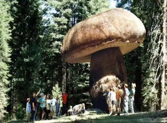 地球上最大的蘑菇:活了2800年,占地10平方公里,重达1000多吨