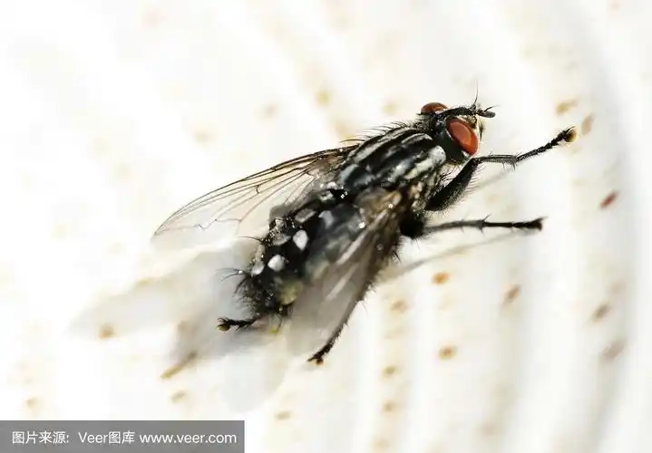 宏的肉蝇在盘子上