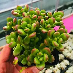 多肉植物丸叶松之绿奇趣美观桌面绿植盆栽花卉园艺群生多头萌肉肉