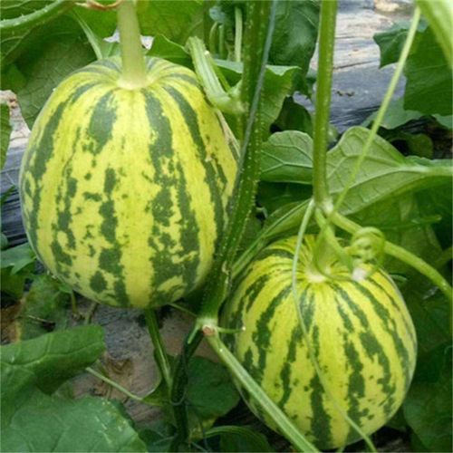 新鲜花玉甜瓜花姑娘精品大香瓜脆甜多汁应季时令孕妇水果花蕾绿宝甜瓜