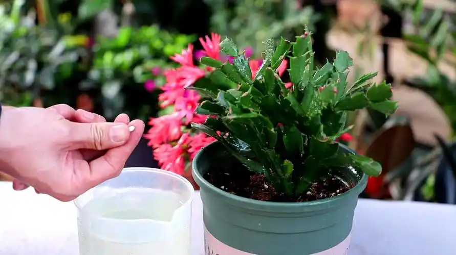 蟹爪兰的养殖方法和注意事项