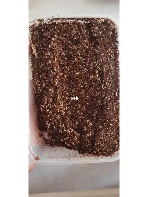 试试孵化蟋蟀卵