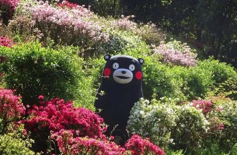 kumamon 熊本熊 待到山花烂漫时 你在丛中笑… - 堆糖,美图壁纸兴趣
