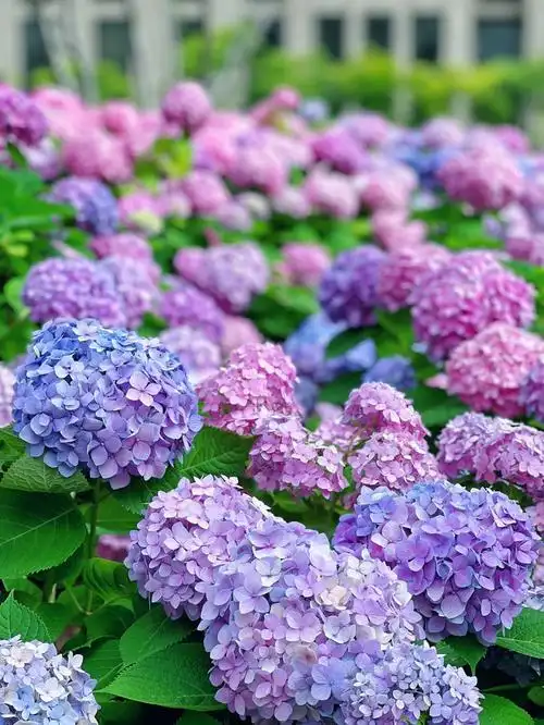 一年一度紫阳花