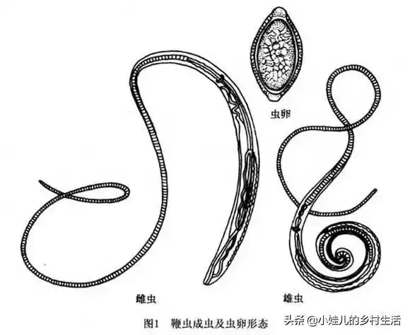 头条问答 - 猪吃了断肠虫该怎么办?(7个回答)
