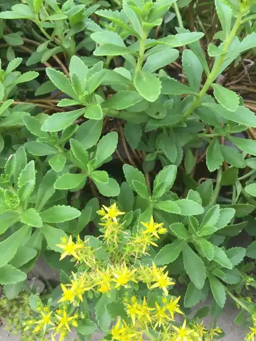 救心菜又名费菜,现代国内中草药书刊介绍学名景天三七,土三七,实质也