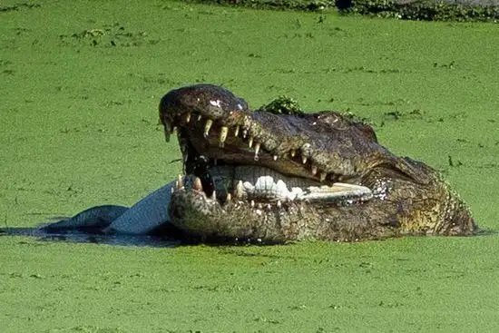 类相食! 摄影师捕捉到南非成年鳄鱼吞食鳄鱼幼崽