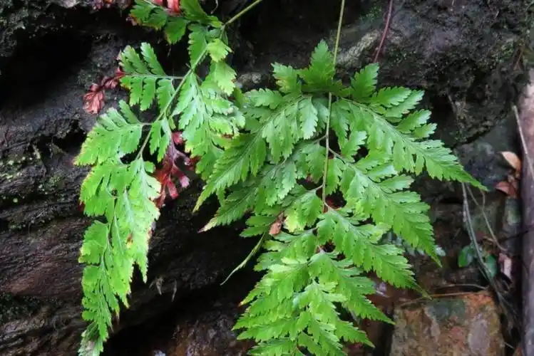 骨碎补(骨碎补的副作用和毒性)