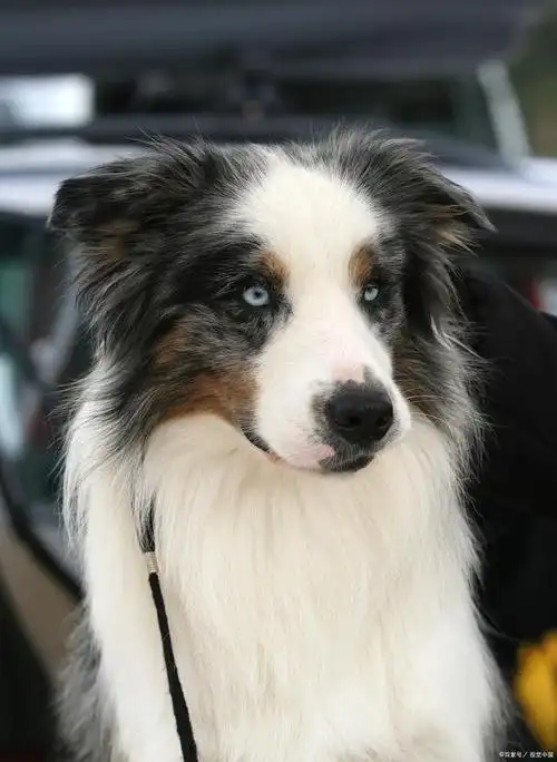 三色边牧,又称三彩边境牧羊犬,是边境牧羊犬品种中颜色丰富的一种.