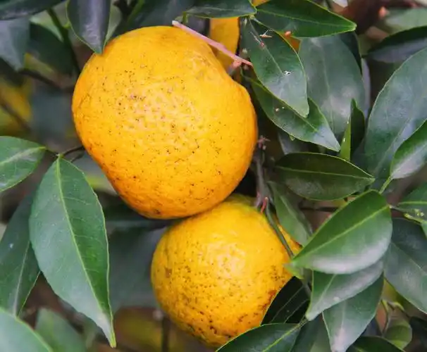 【忆涧茶坊】深秋,红透新会东甲大红柑