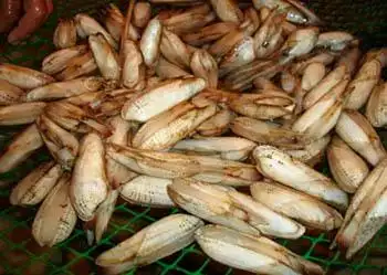 东方海笋 (其他生物相关)