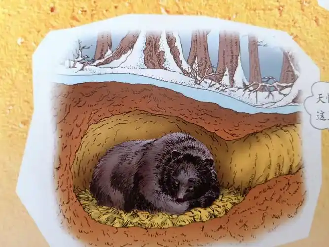 学会做一只冬眠的狗熊