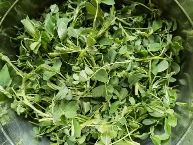 蒸苜蓿菜