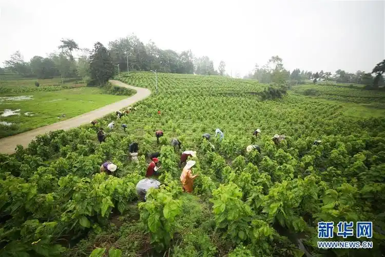 要让家乡变"蚕海桑田"