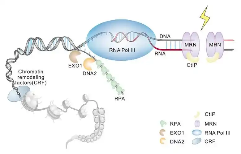 在同源重组(homologousrecombination, hr)和同源重组介导的dna双链