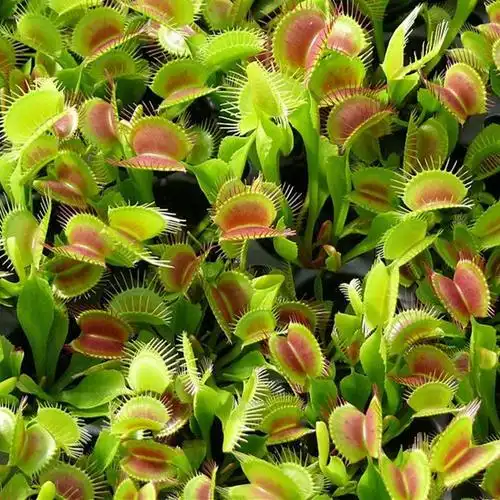 栽好发货[吃蚊子苍蝇的植物]吃蚊草捕蝇草消灭蚊虫食人花食虫植物