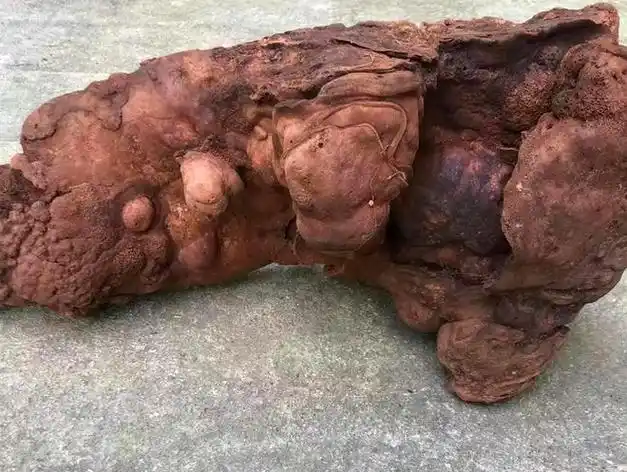 老人说"棺材菌"很吓人,能卖到上千元一斤,棺材菌是啥东西?