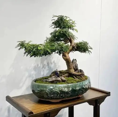 胡椒木整高50杆粗35盆长40盆宽28