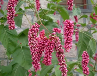 由于丹参也具有这类功效而更显著,所以紫参一样就渐少受到注意了,近年