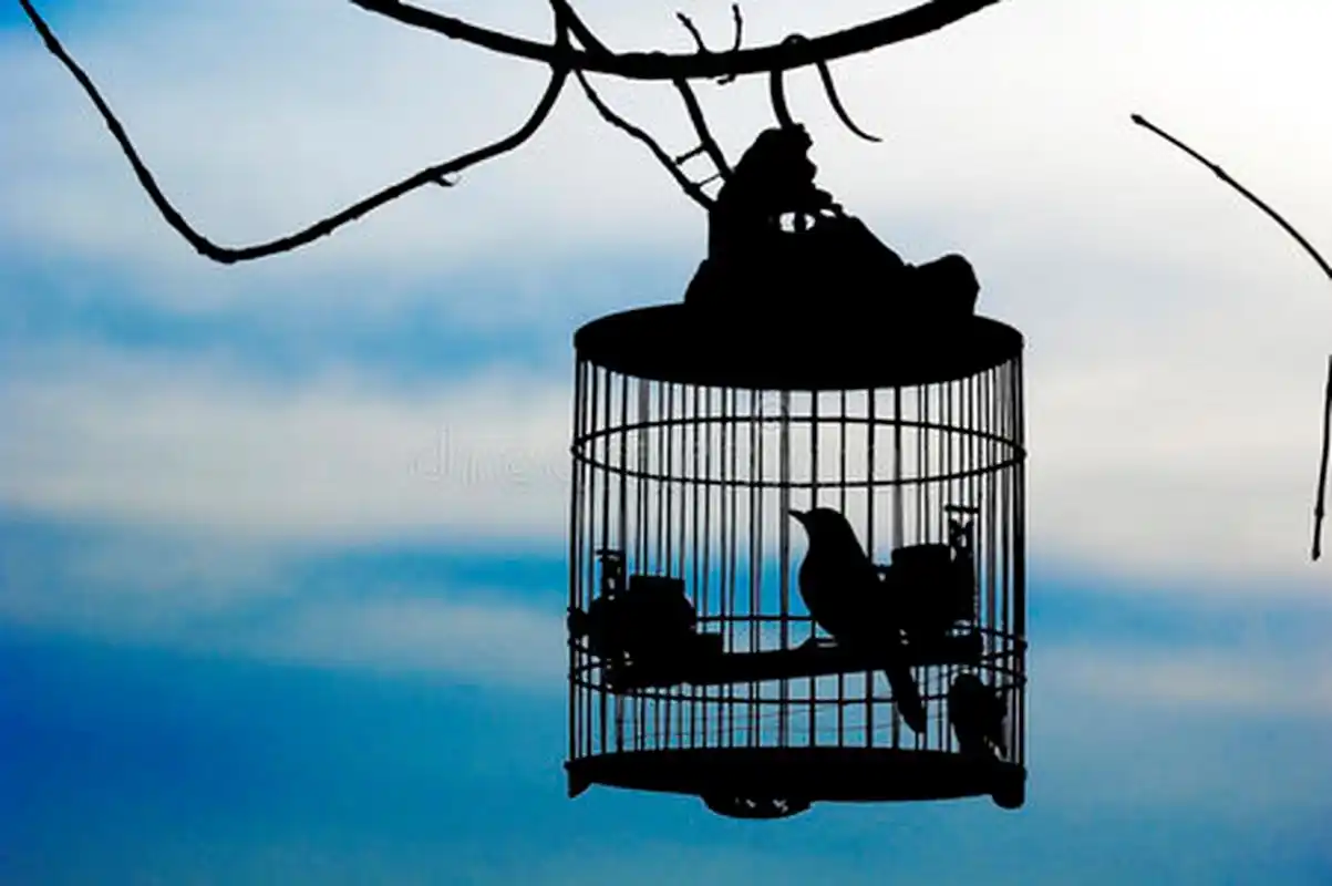 笼中鸟和空中鸟,它们对生活和自由的看法迥异,形成了鲜明的对比