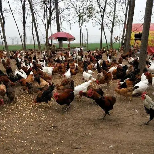 河南省周口市淮阳县 散养柴鸡