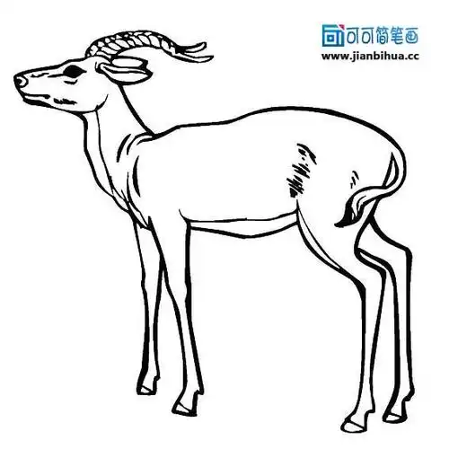 藏羚羊简笔画_动物简笔画_奔跑网