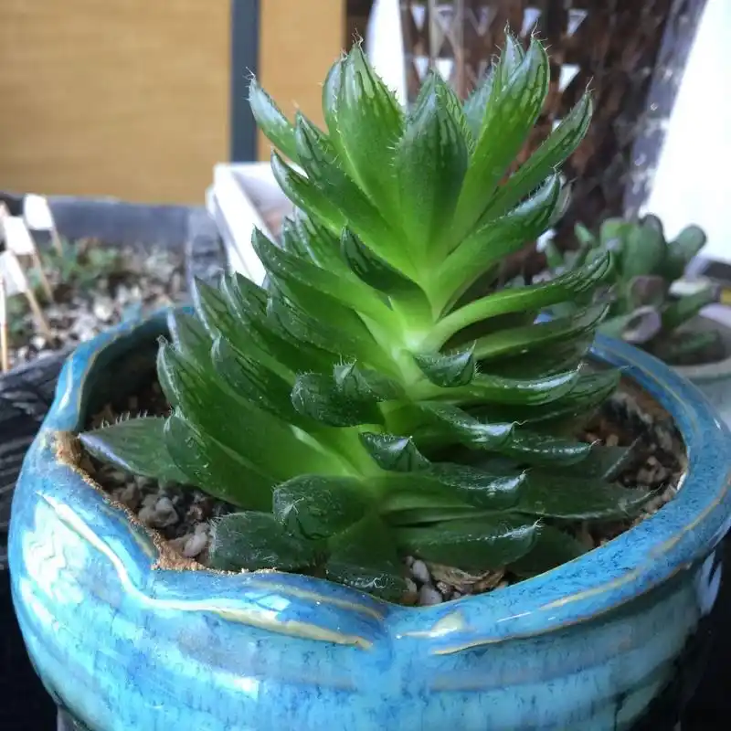 玉露徒长"砍头"不用刀,鱼线"拉一拉",断开茎秆,小苗爆不停