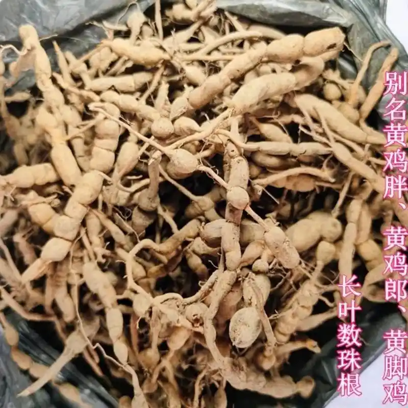 中草药 #中医 贵州中草药新鲜野生鸡筋参 原生黄鸡胖 黄脚 - 抖音