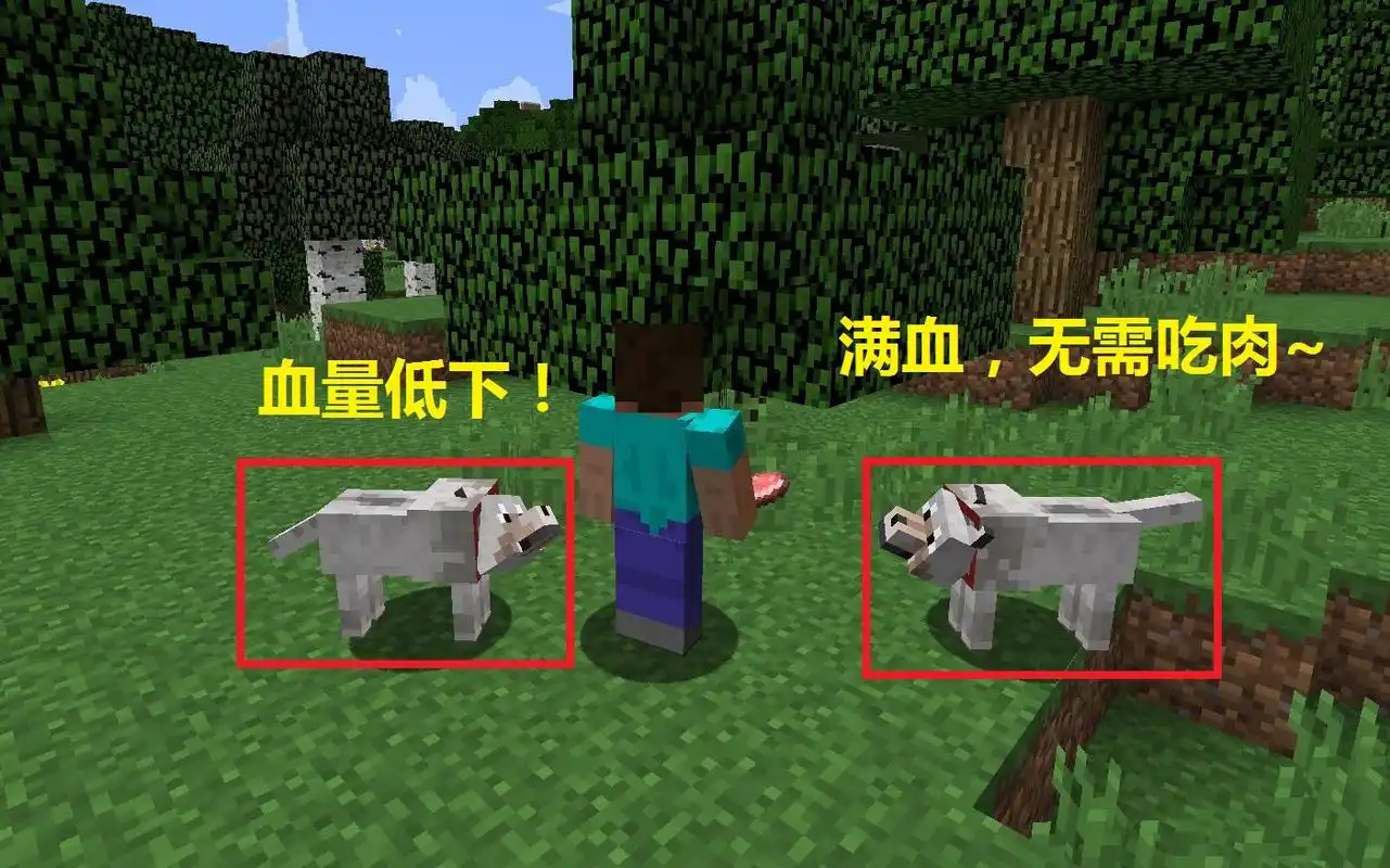 我的世界:关于狼的七大特性!尾巴与血量有关 它是玩家禁忌!