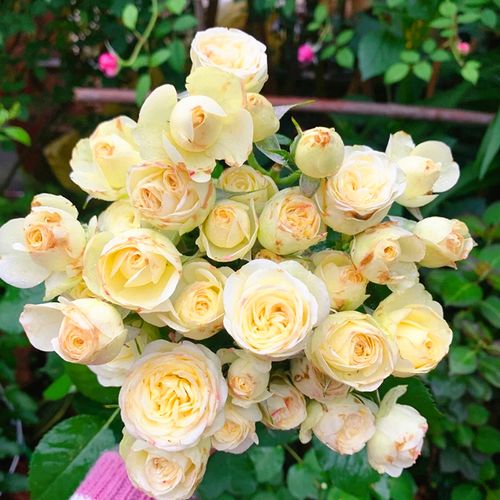 奶油龙沙月季大苗多季开盆栽浓香带花阳台花苗玫瑰花庭院勤花蔷薇