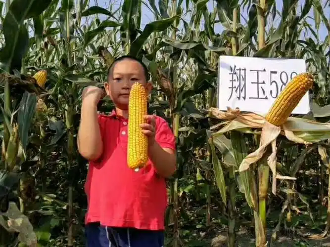 东宁市金苗种业再创辉煌之矮杆抗倒特大棒玉米~翔玉588闪亮登场