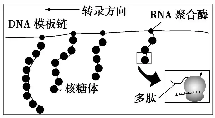 ①转录尚未结束,翻译已经开始 ②多个核糖体上共同完成一条多肽的