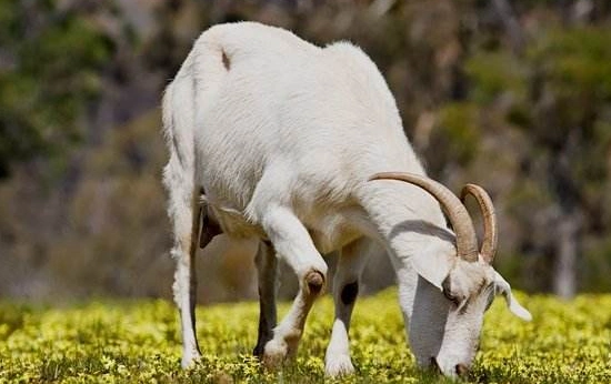 很多人选择养殖致富,但是你知道母羊有角吗?