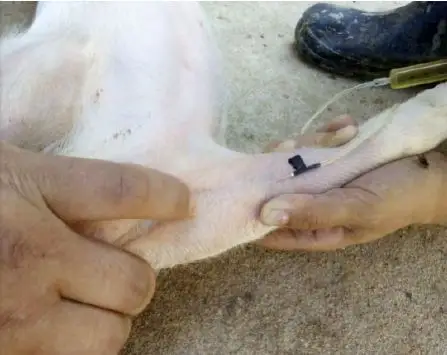 猪前肢静脉推注药物治疗猪病手把手速成兽医高手