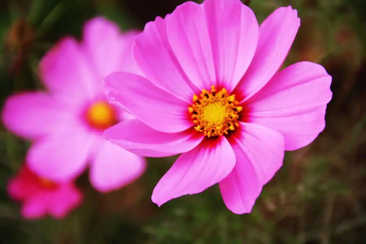 奥森北园的波斯菊,值得一去(图)