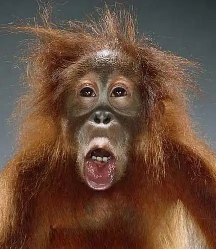 摄影大师把猴子拍得像人(组图)