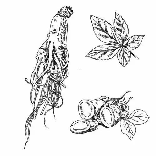 人参西洋参切片手绘插画153014免抠图片素材