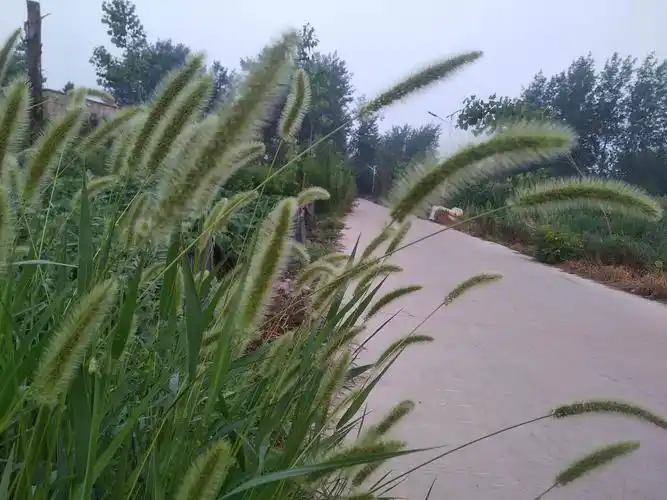 跑步遇到诗——有点羞涩于说我也以梦为马