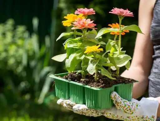 百日草摘心图片