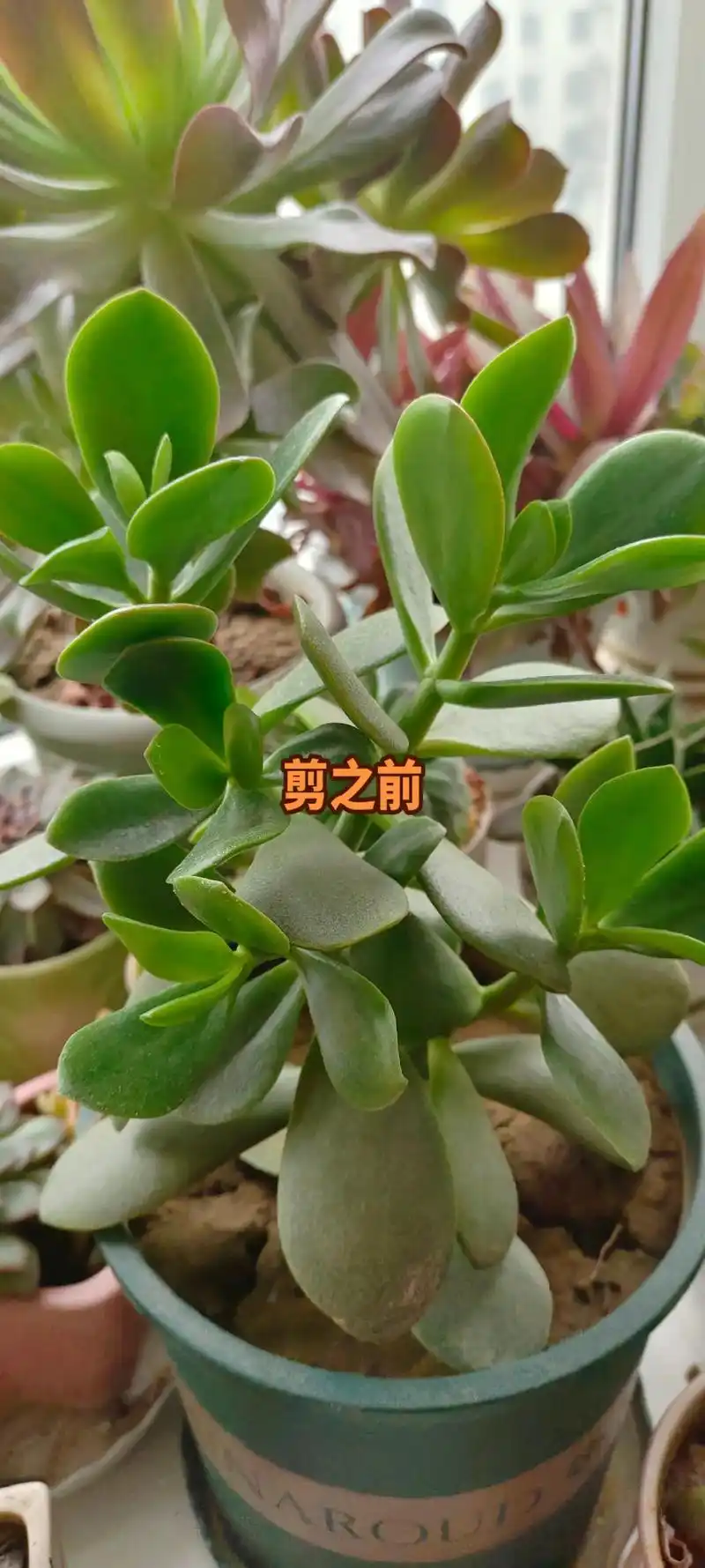 你们的玉树是什么样子的#玉树修剪 # - 抖音