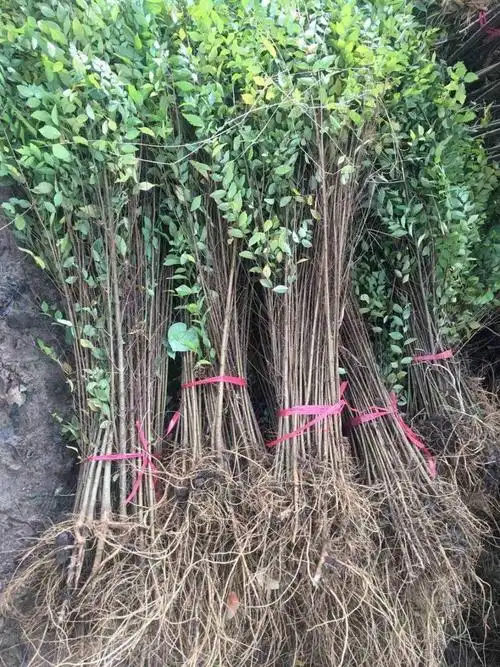 榆树苗速生榆树小苗庭院绿化苗木可食用小叶榔榆苗白榆榆钱树地栽